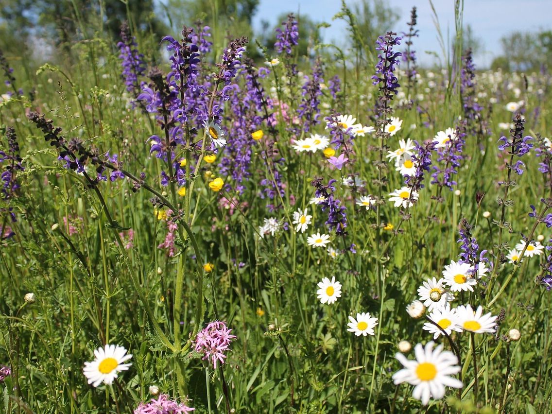 Weide met paarse en witte wilde bloemen, voornamelijk kamille en salie, voor blauwe lucht.