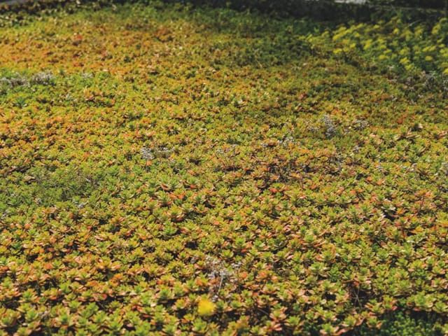 Dichte begroeiing met laag, kleurrijk plantenmateriaal in bruin-, groen- en geeltinten. Vage vegetatie op de achtergrond.